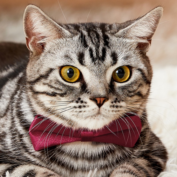 Fashion Pet Bowties